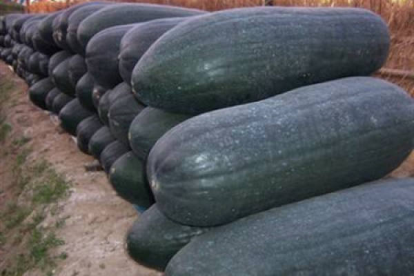 Black Wax Gourd