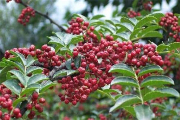 Chinese prickly ash