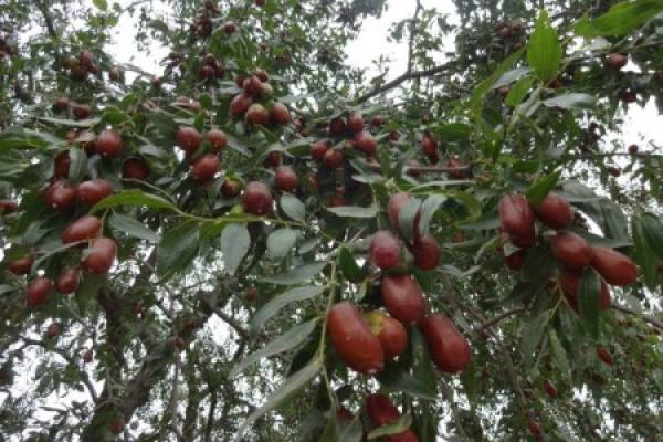 Zizyphus jujube
