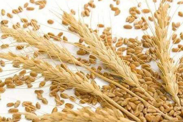 wheat