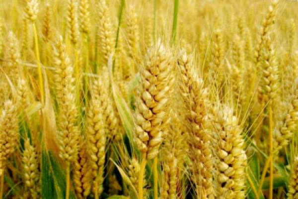 wheat