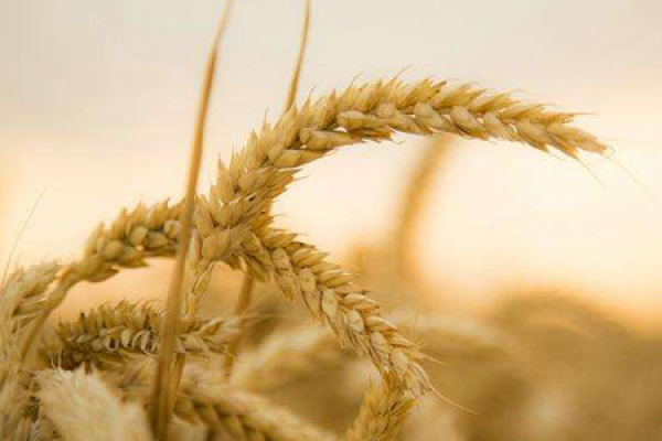 Wheat