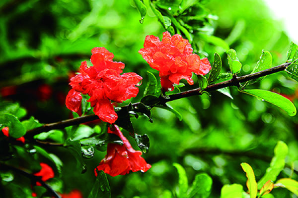 Pomegranate flower