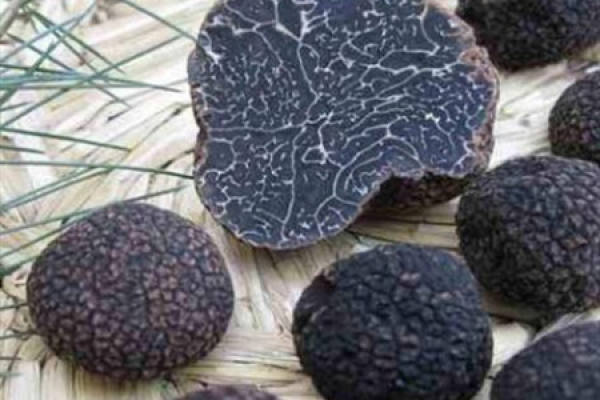 truffle