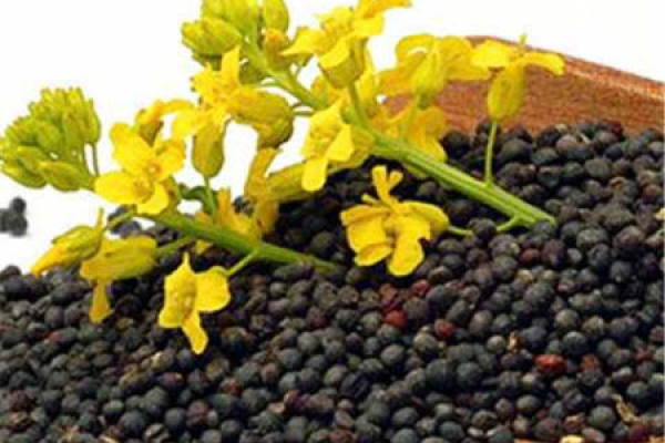 rapeseed