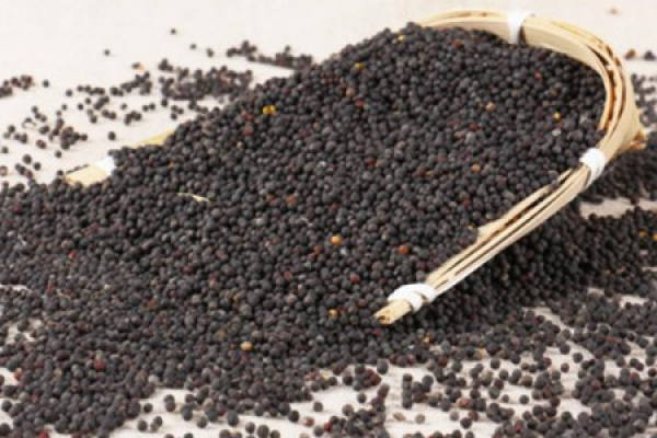 rapeseed