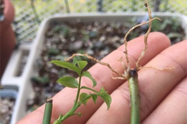 Rooted Rose