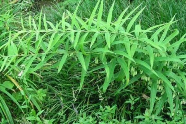 Polygonatum