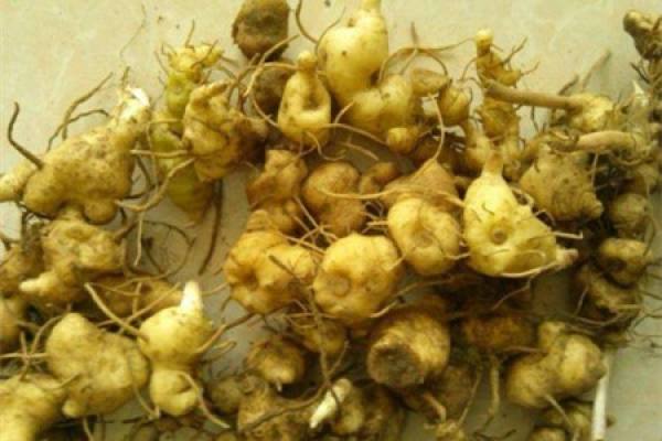 Rhizoma Polygonati