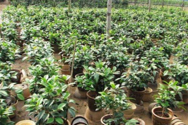 Camellia seedlings