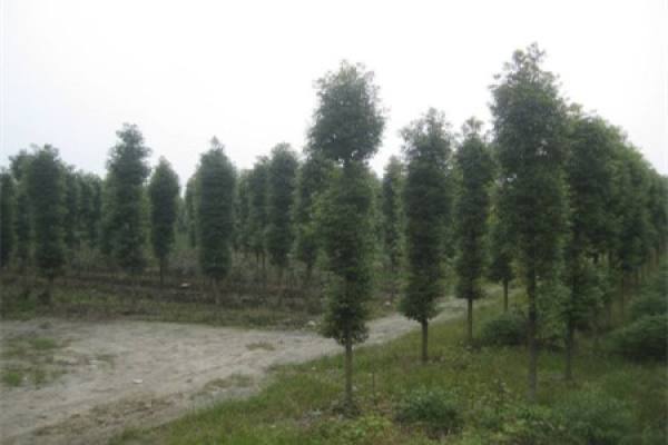 Planted golden nanmu sapling
