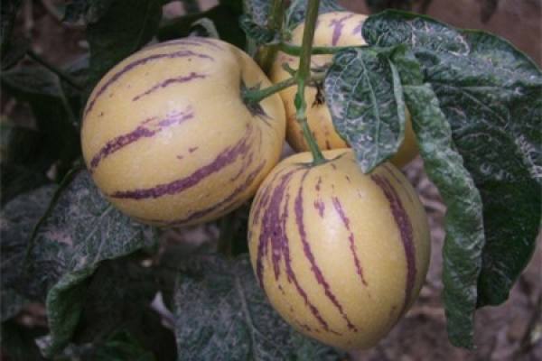 ginseng fruit