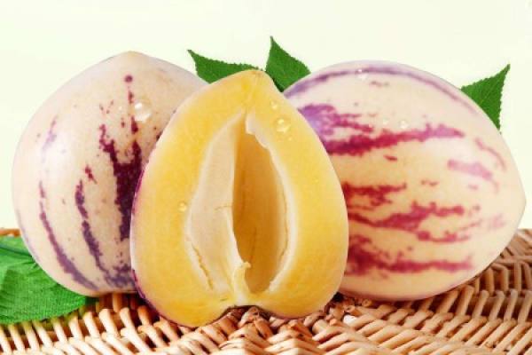 ginseng fruit