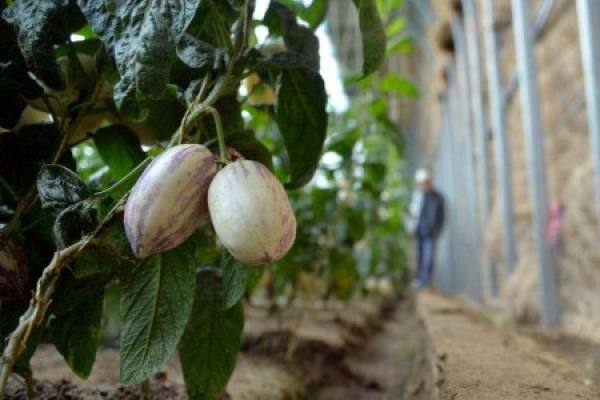Ginseng fruit planted in greenhouse