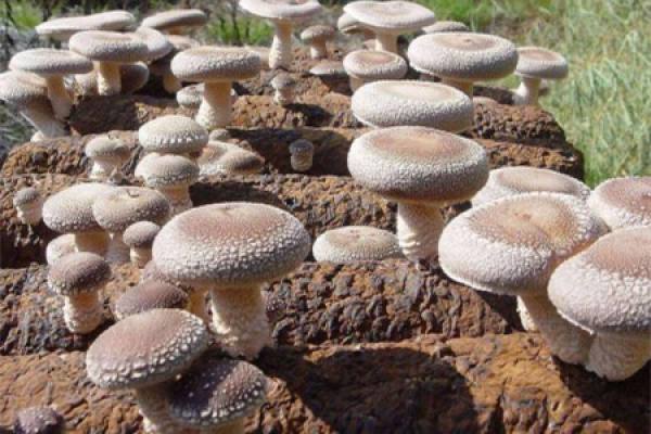 Mushroom