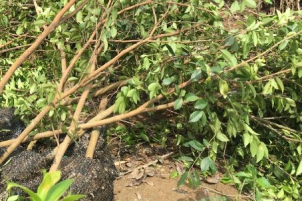 Camellia sapling