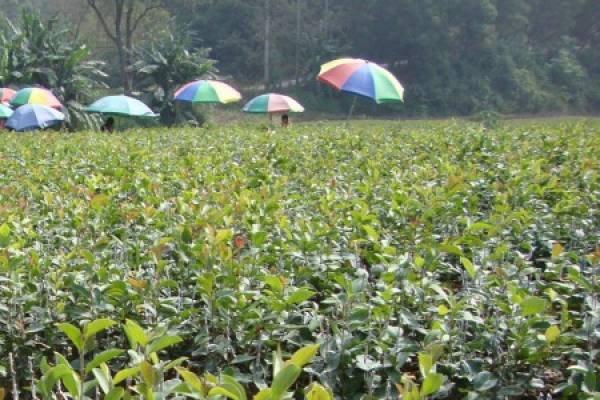 Planted Camellia oleifera seedlings