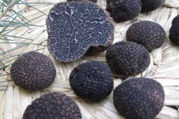 black truffle