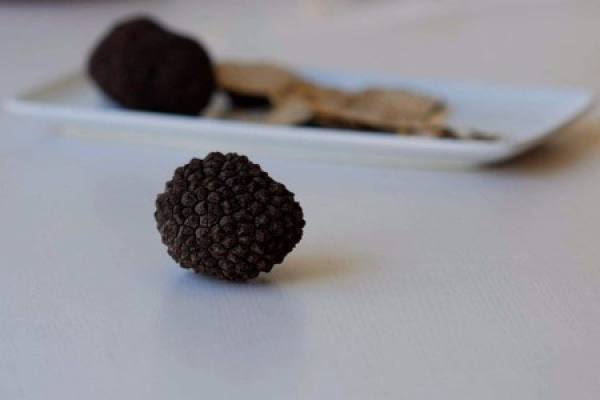 Black truffle