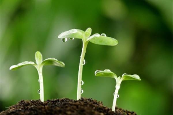 sprouting grass
