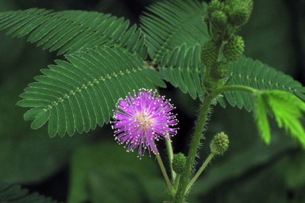 Mimosa