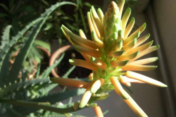 aloe