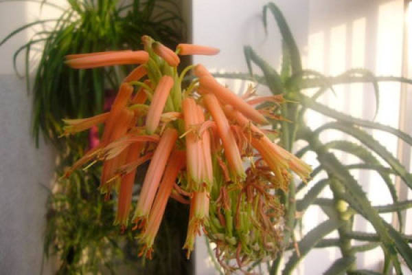 aloe