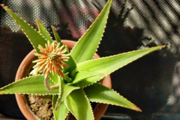 Aloe