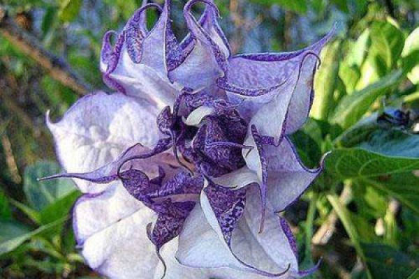 Datura