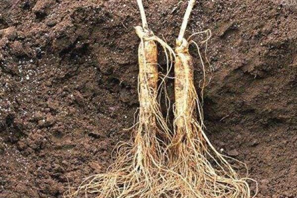 ginseng
