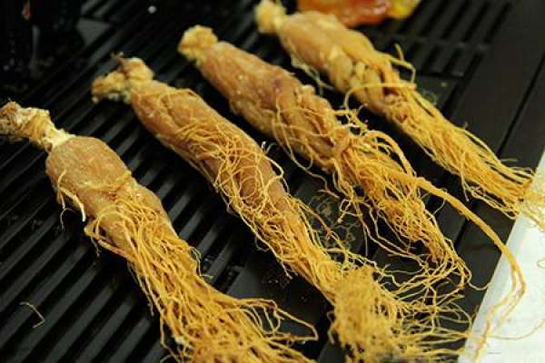 Panax ginseng