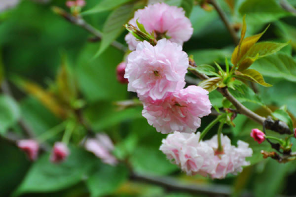 Nanking cherry blossoms