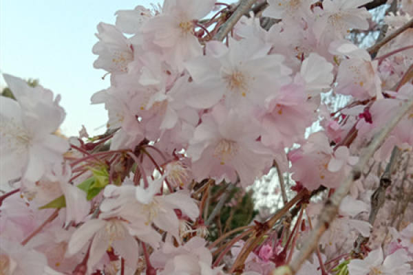 Nanking cherry blossoms
