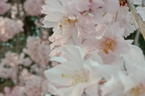 Sakura