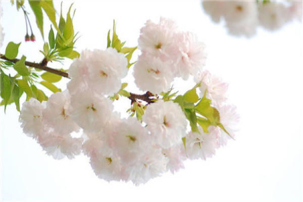 Nanking cherry blossoms