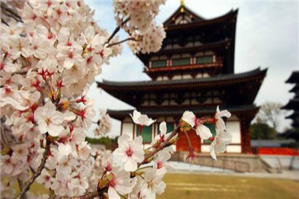 Nanking cherry blossoms