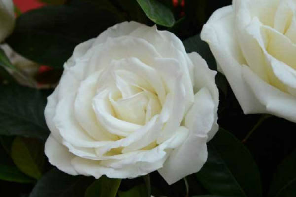 white rose