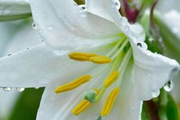 Lily