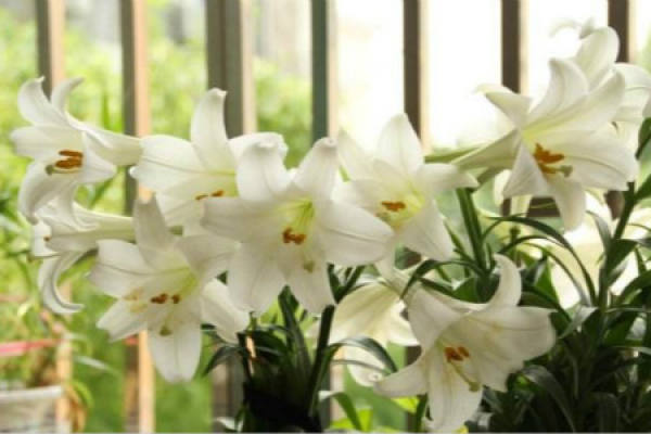 Lily