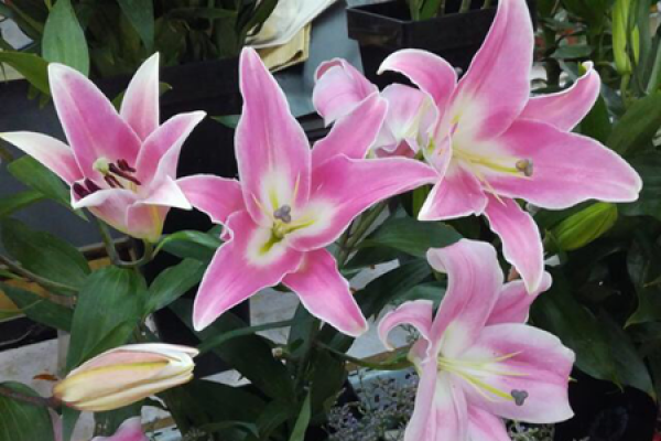 Lily Flower