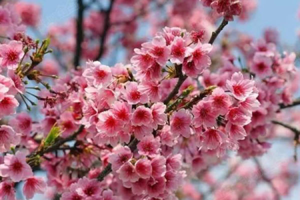 Nanking cherry blossoms