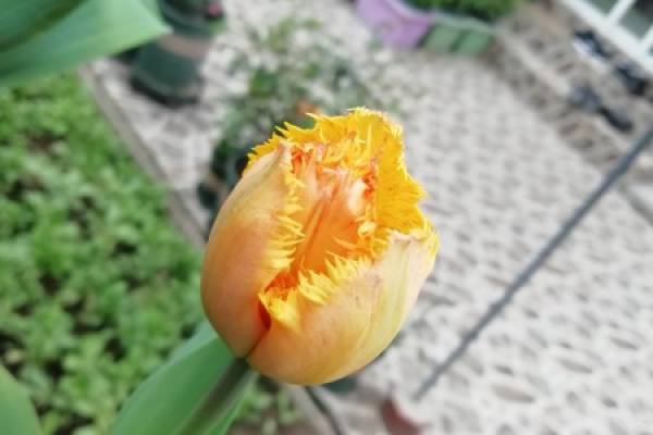 Tulip