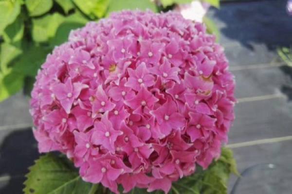 Hydrangea