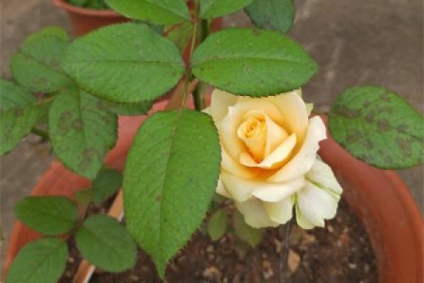 Champagne Rose