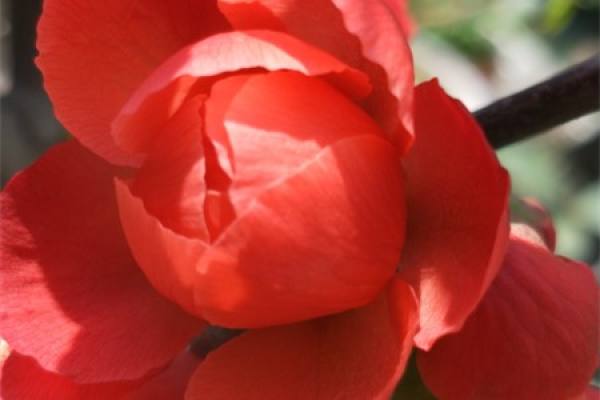 Begonia flower