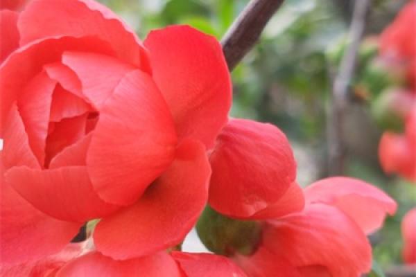 Begonia flower