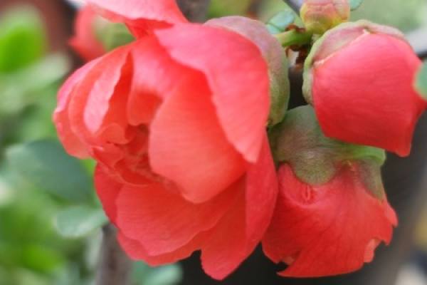 Chinese flowering crabapple