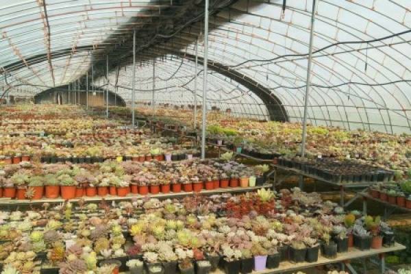 Greenhouse