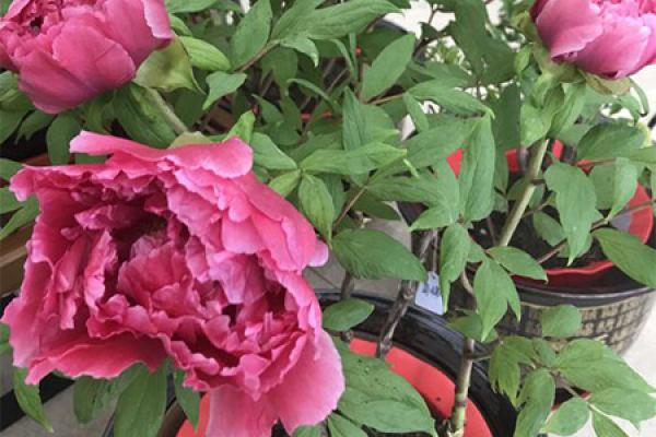 Peony