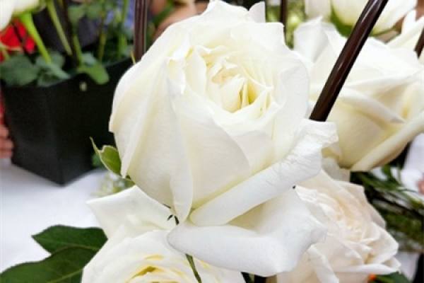 White Rose